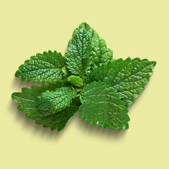 Lemon balm