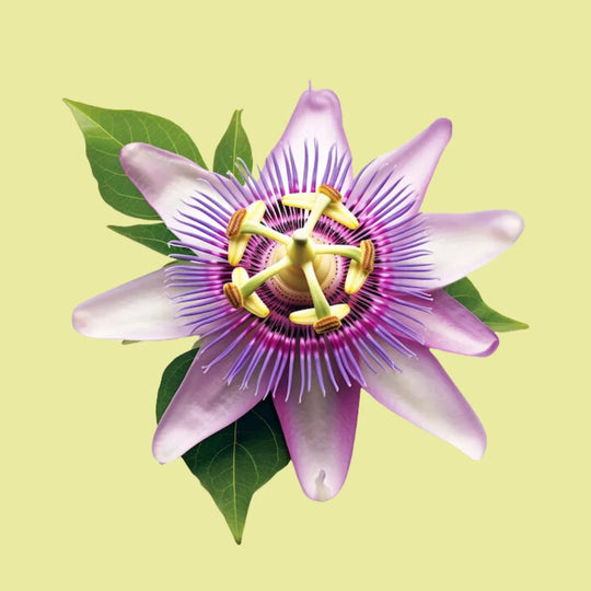 Passionflower