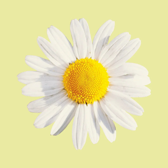Chamomile flower
