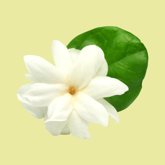 Jasmine flower