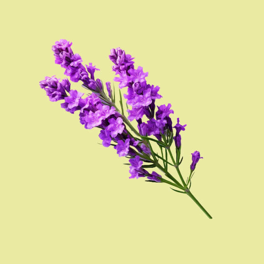 Lavender flower